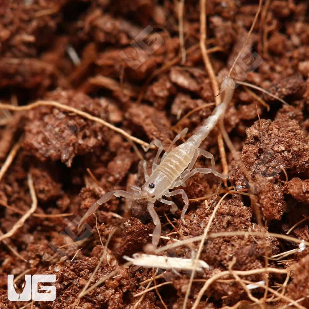 Baby Sand Devil Scorpion