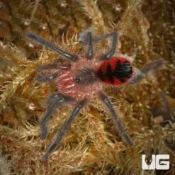 Santo Domingo Goliath Birdeater Tarantula (1”)