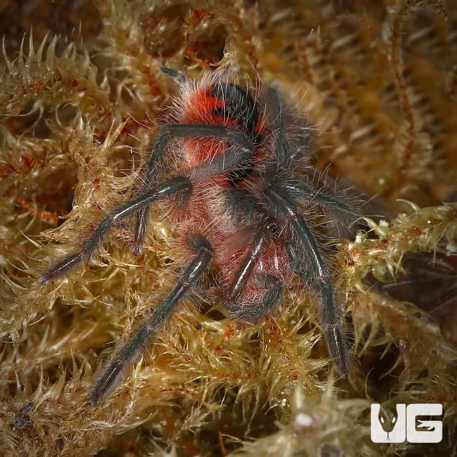 Santo Domingo Goliath Birdeater Tarantula (1”) - Image 2