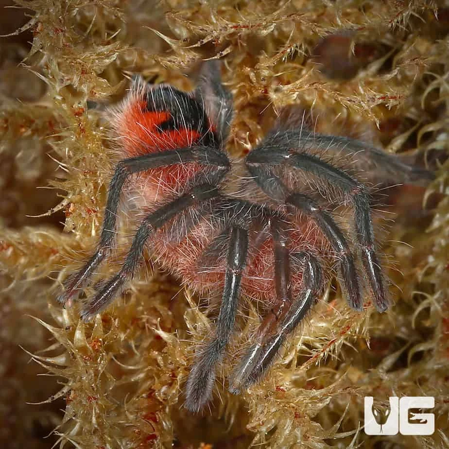 Santo Domingo Goliath Birdeater Tarantula (1”) - Image 3