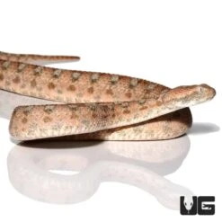 Palestine Saw Scale Viper