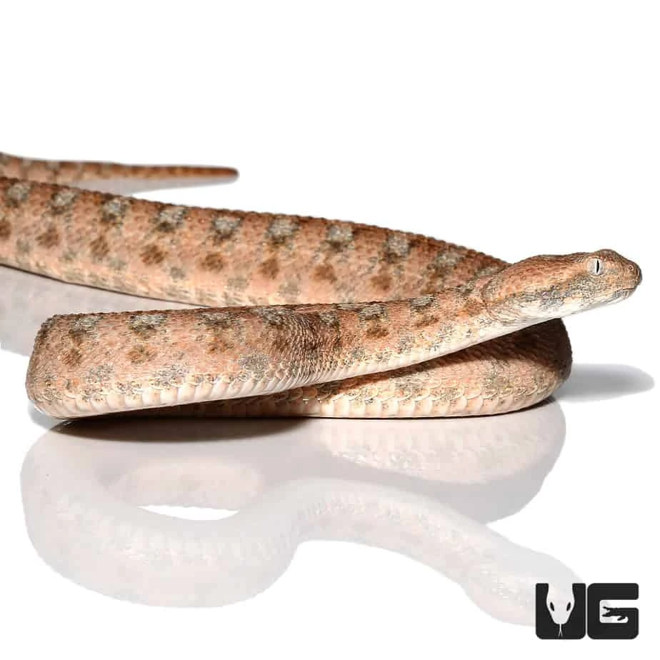 Palestine Saw Scale Viper
