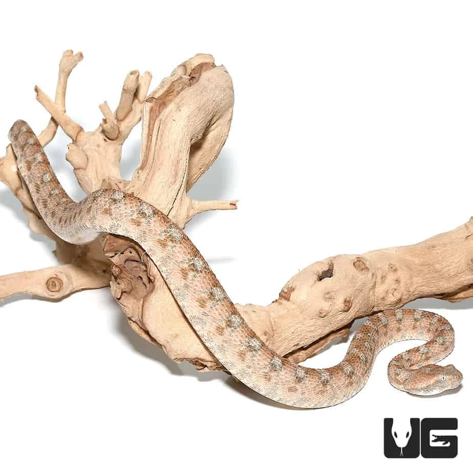 Palestine Saw Scale Viper - Image 4