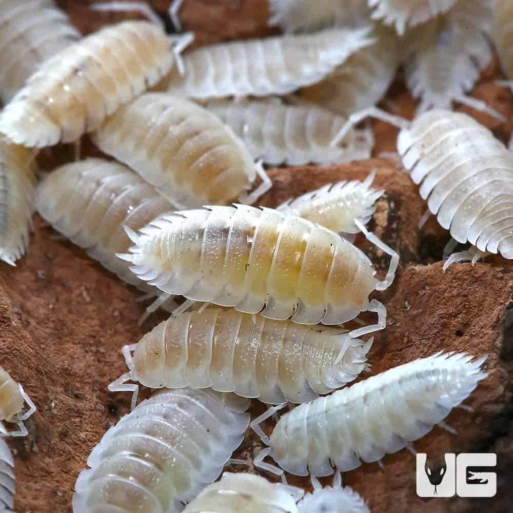 Porcellio Scaber Ghost Dalmatian Isopods