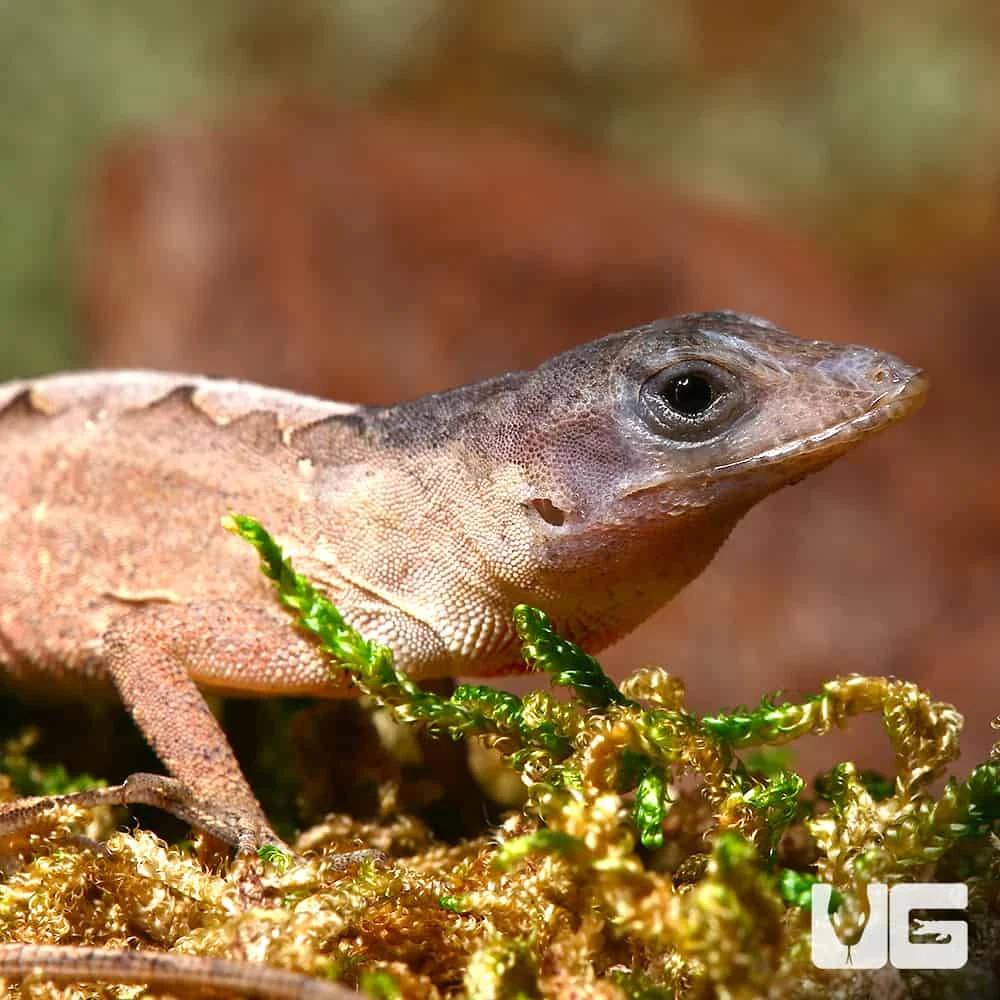 Scaleless Head Anole
