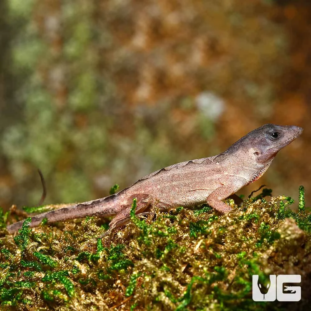 Scaleless Head Anole - Image 3