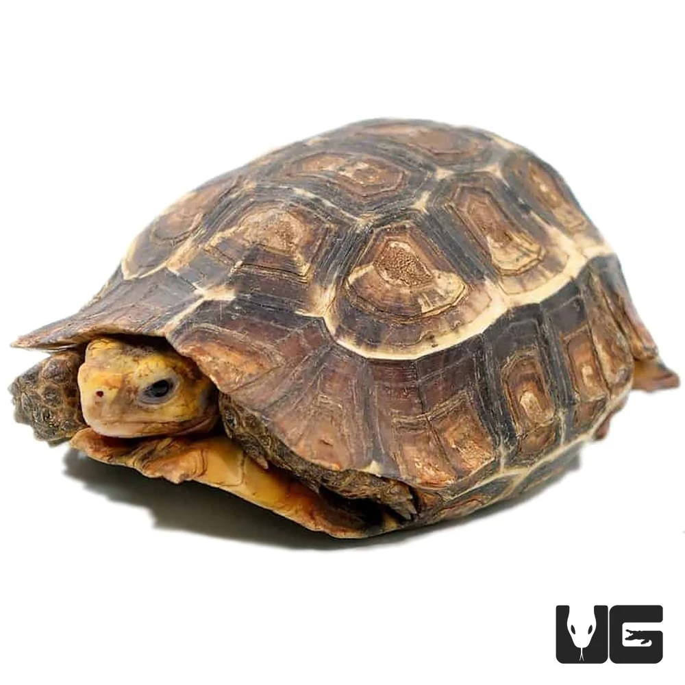 Serrated Hingeback Tortoise - Image 2