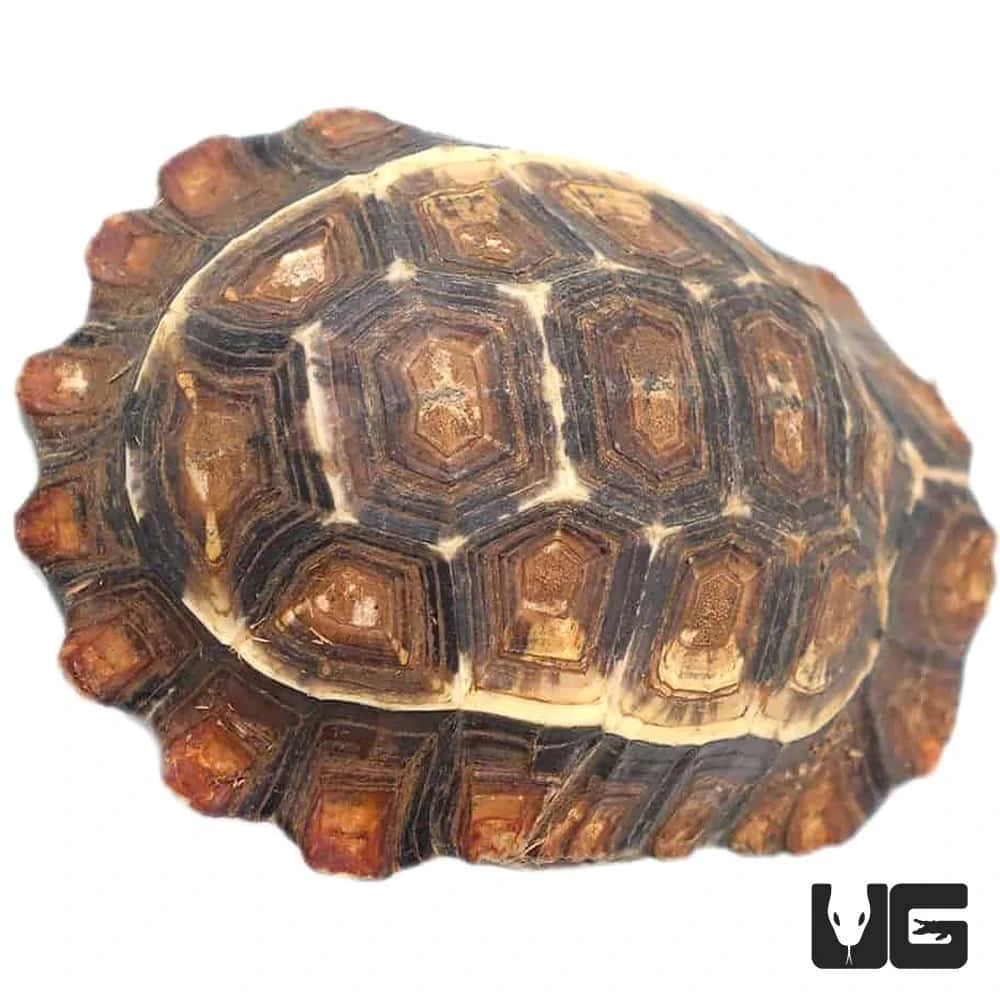 Serrated Hingeback Tortoise - Image 3