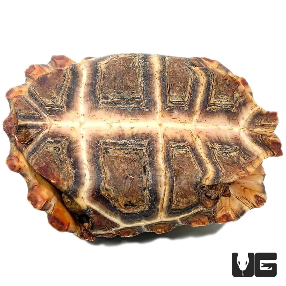 Serrated Hingeback Tortoise - Image 4