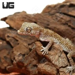 Short Fingered Gecko