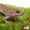 Siamese Leaf Toed Gecko