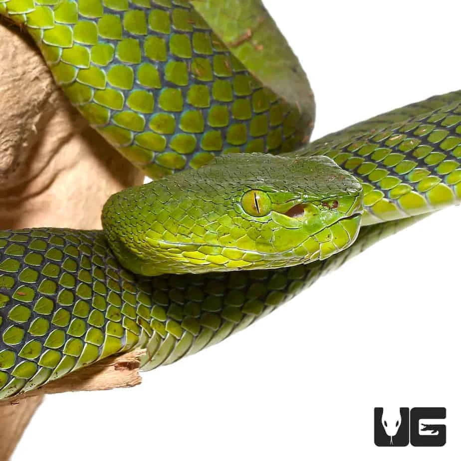 Siamese Peninsula Pit Viper