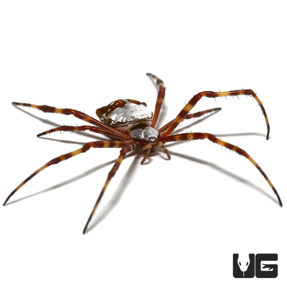 Silver Garden Orb Weaver - Image 2