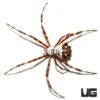 Silver Garden Orb Weaver