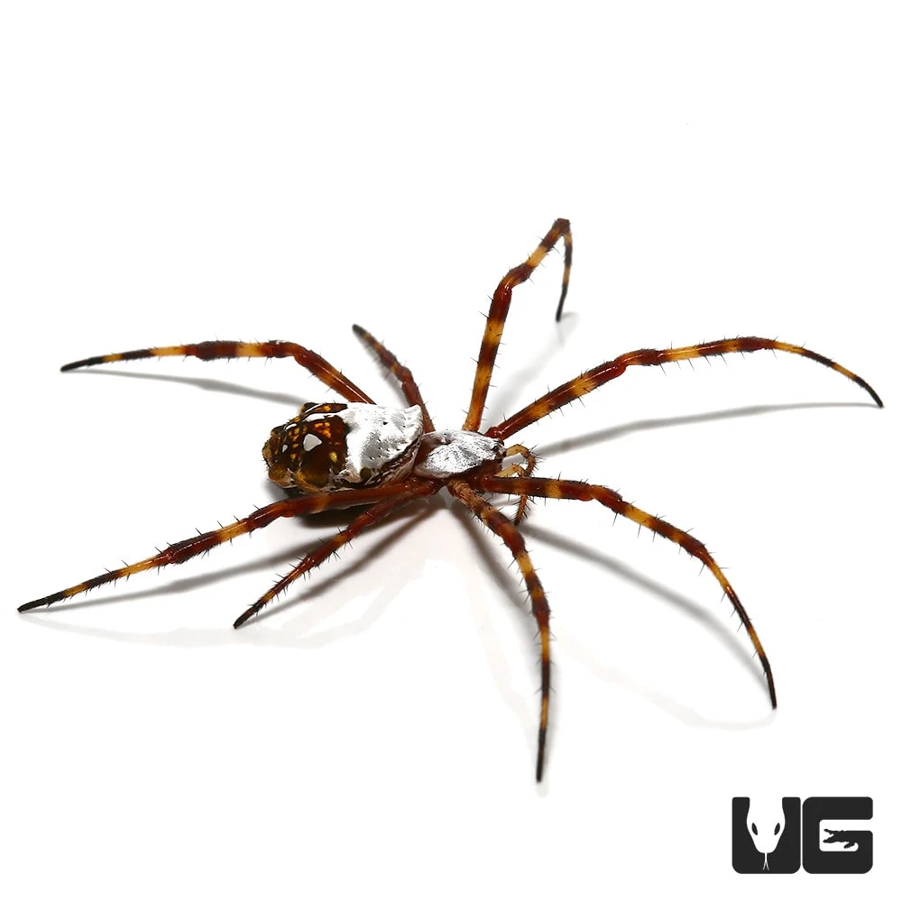 Silver Garden Orb Weaver - Image 3