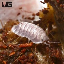 Cubaris Murina “Silver Ghost” Isopods