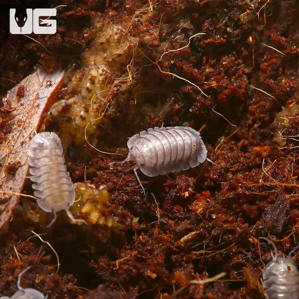 Cubaris Murina “Silver Ghost” Isopods - Image 3