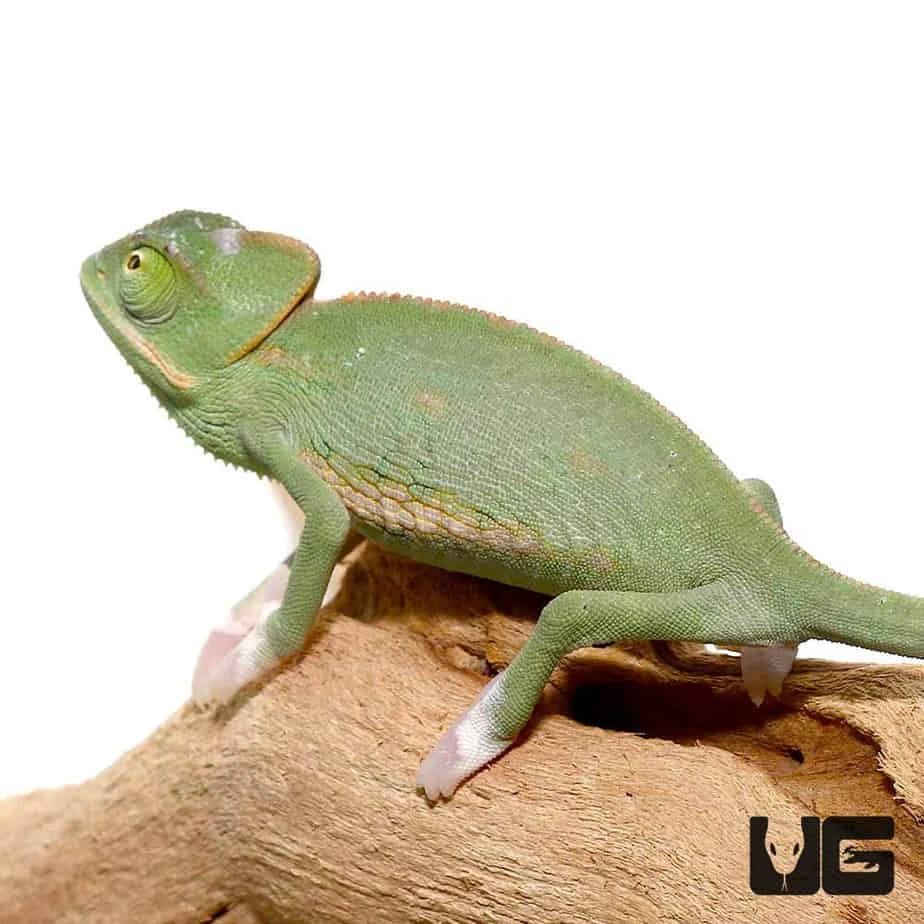 4-5 Inch Translucent Veiled Chameleon - Image 3
