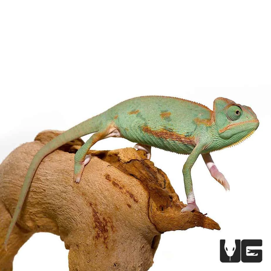 4-5 Inch Translucent Veiled Chameleon - Image 4