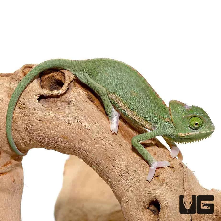 4-5 Inch Translucent Veiled Chameleon - Image 2