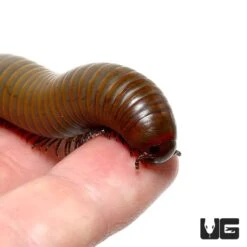 Smokey Oak Millipede