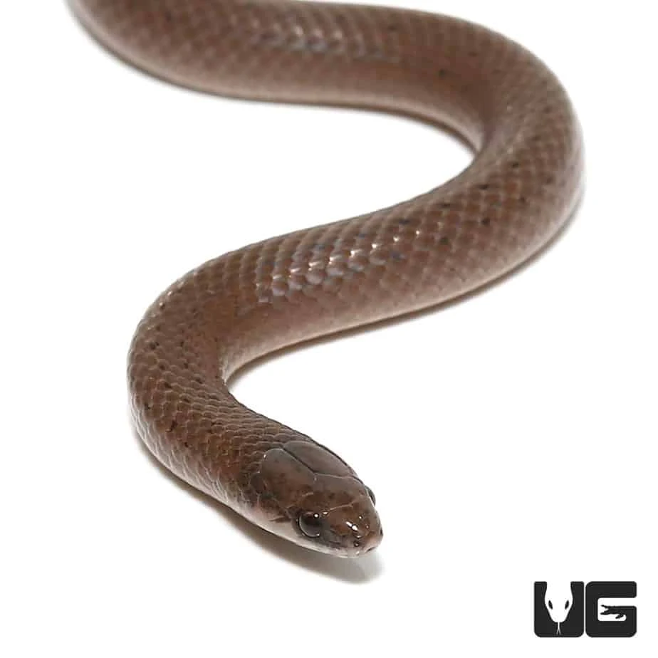 Smooth Earth Snake