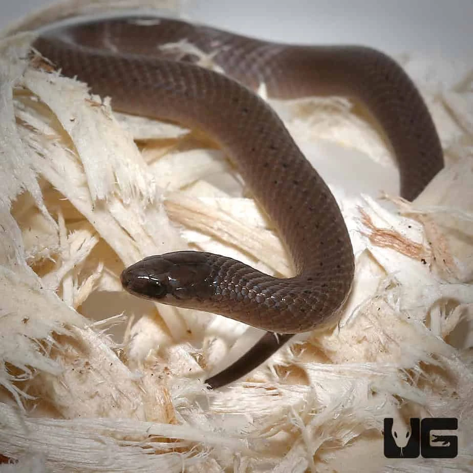 Smooth Earth Snake - Image 3