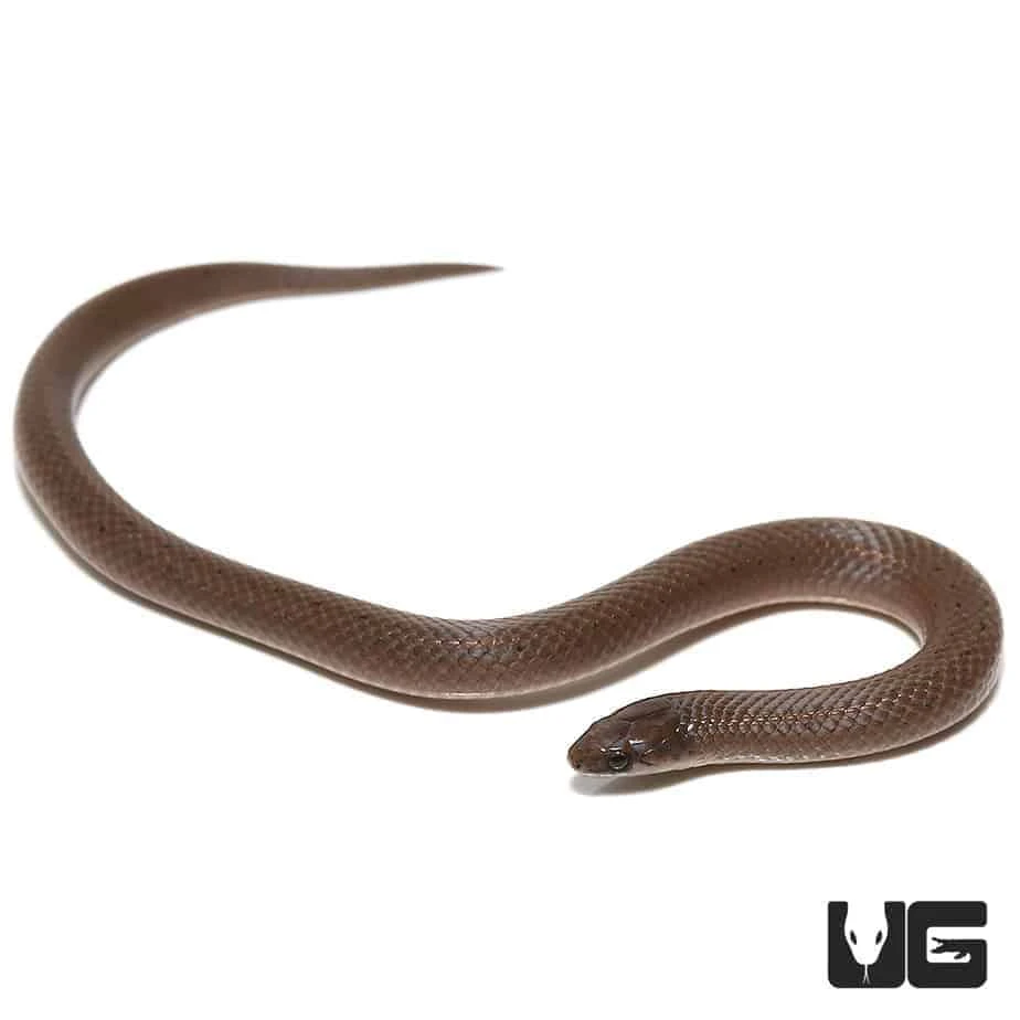 Smooth Earth Snake - Image 4