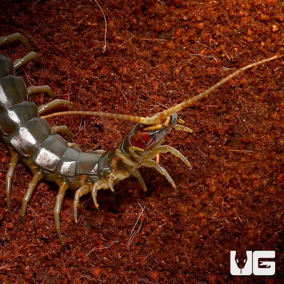 Solomon Island Green Centipede