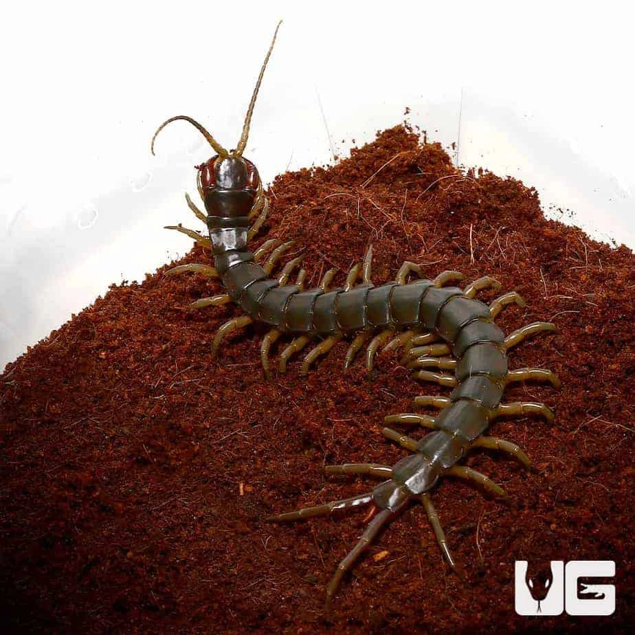 Solomon Island Green Centipede - Image 2