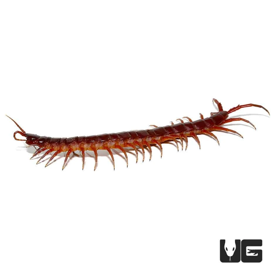 Solomon Island Giant Red Centipede - Image 2