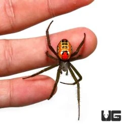 Solomon Island Orb Weaver (.75 – 1”)