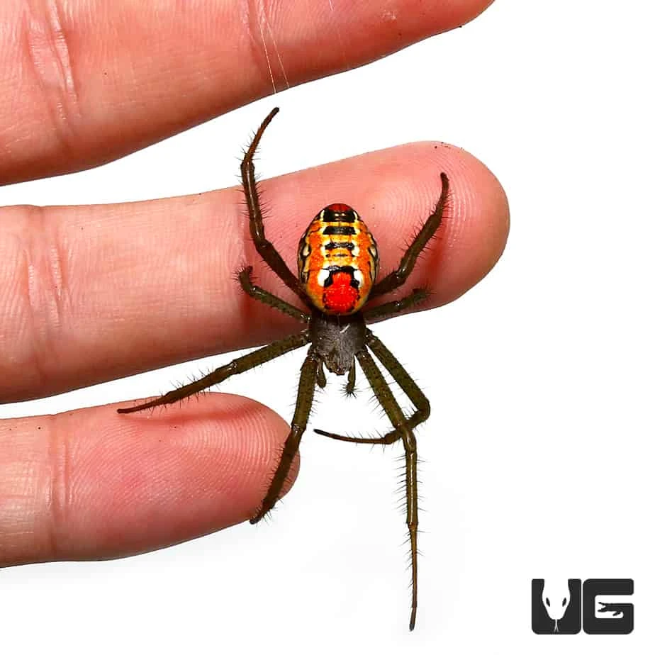 Solomon Island Orb Weaver (.75 β 1β)