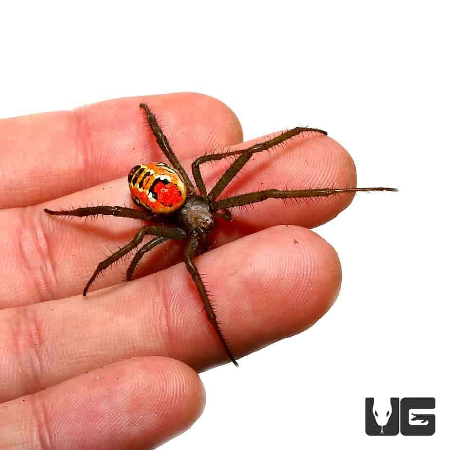 Solomon Island Orb Weaver (.75 β 1β) - Image 2