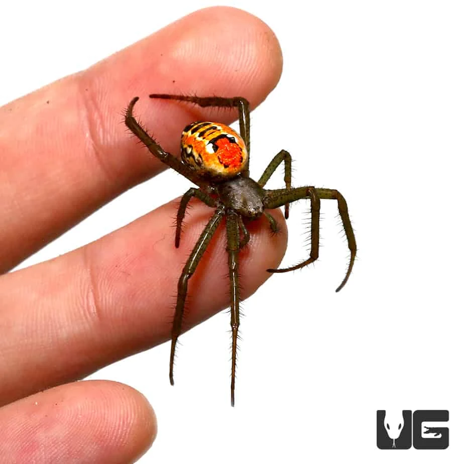 Solomon Island Orb Weaver (.75 β 1β) - Image 3