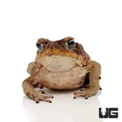 Guyana Giant Marine Toad