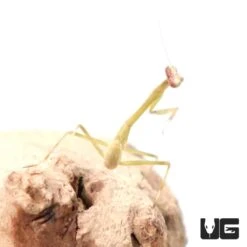 South American Green Praying Mantis