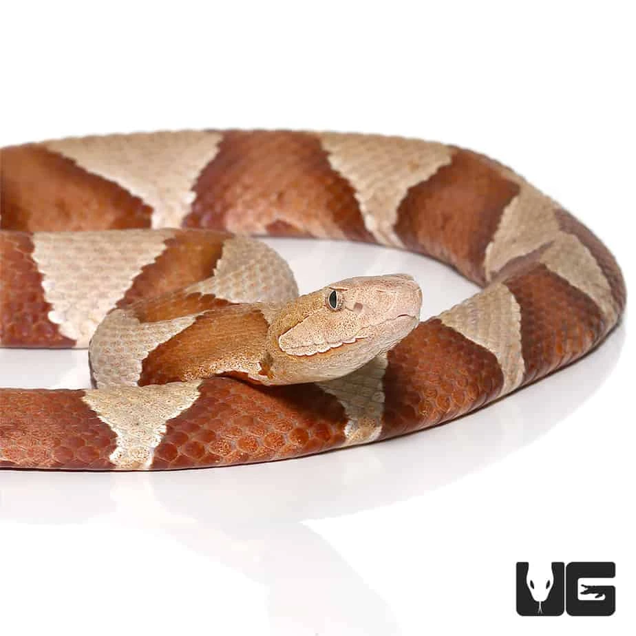Broad Banded Copperhead Snake