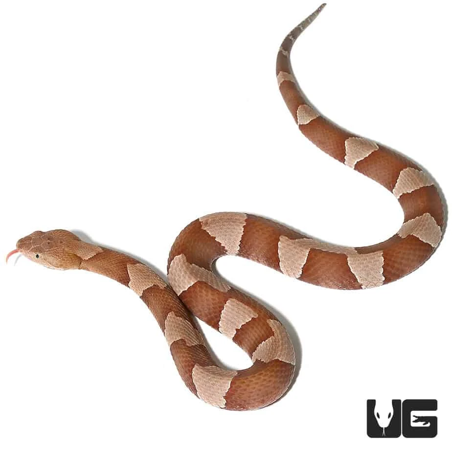 Broad Banded Copperhead Snake - Image 2