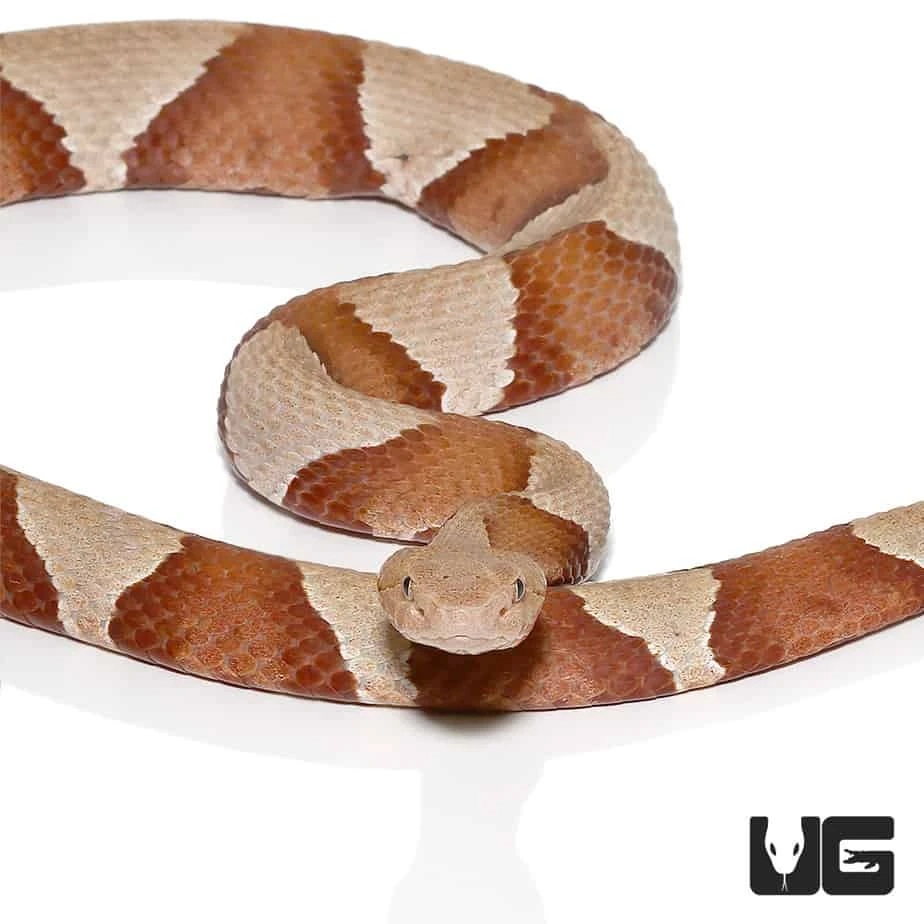 Broad Banded Copperhead Snake - Image 3