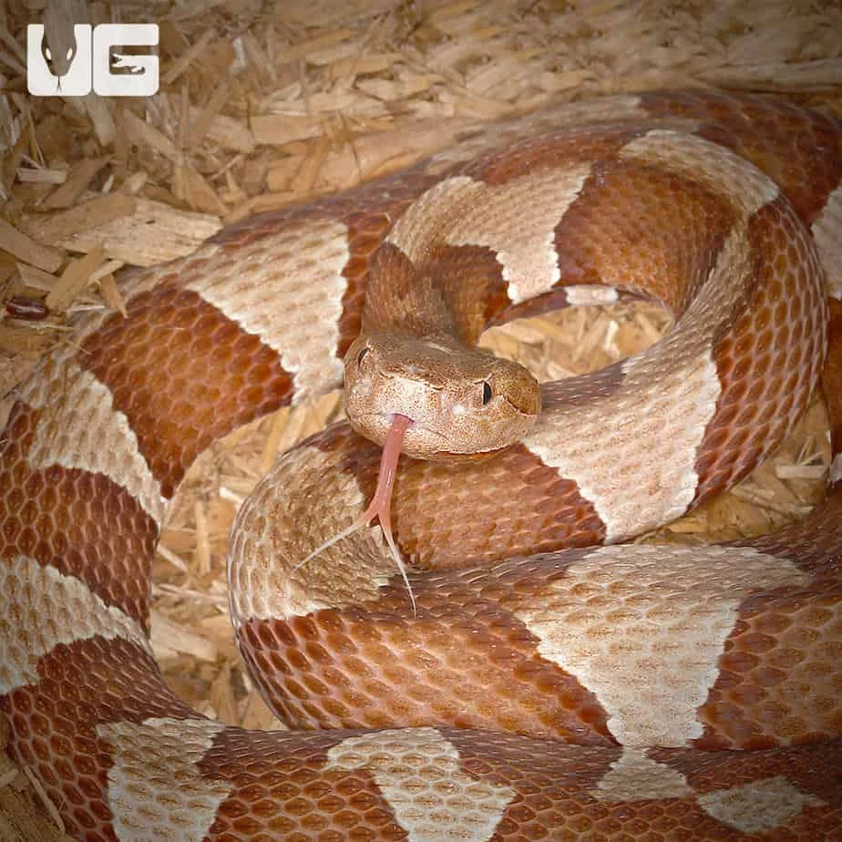 Broad Banded Copperhead Snake - Image 4