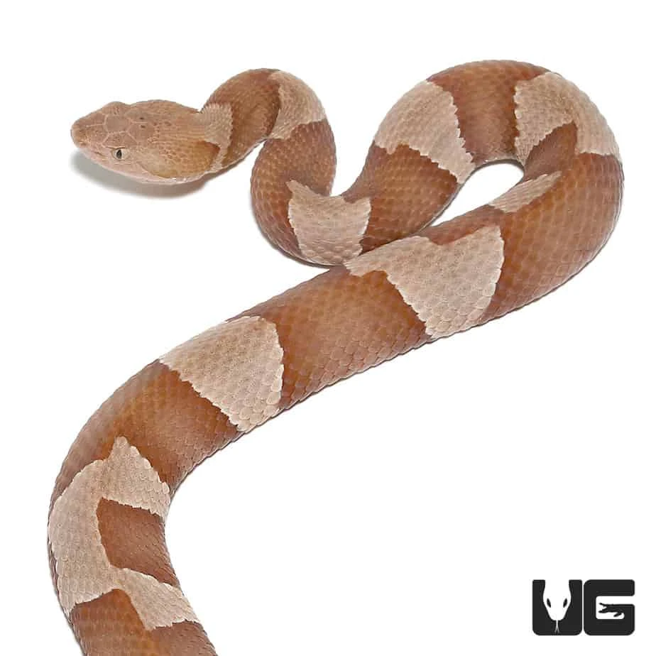 Broad Banded Copperhead Snake - Image 7