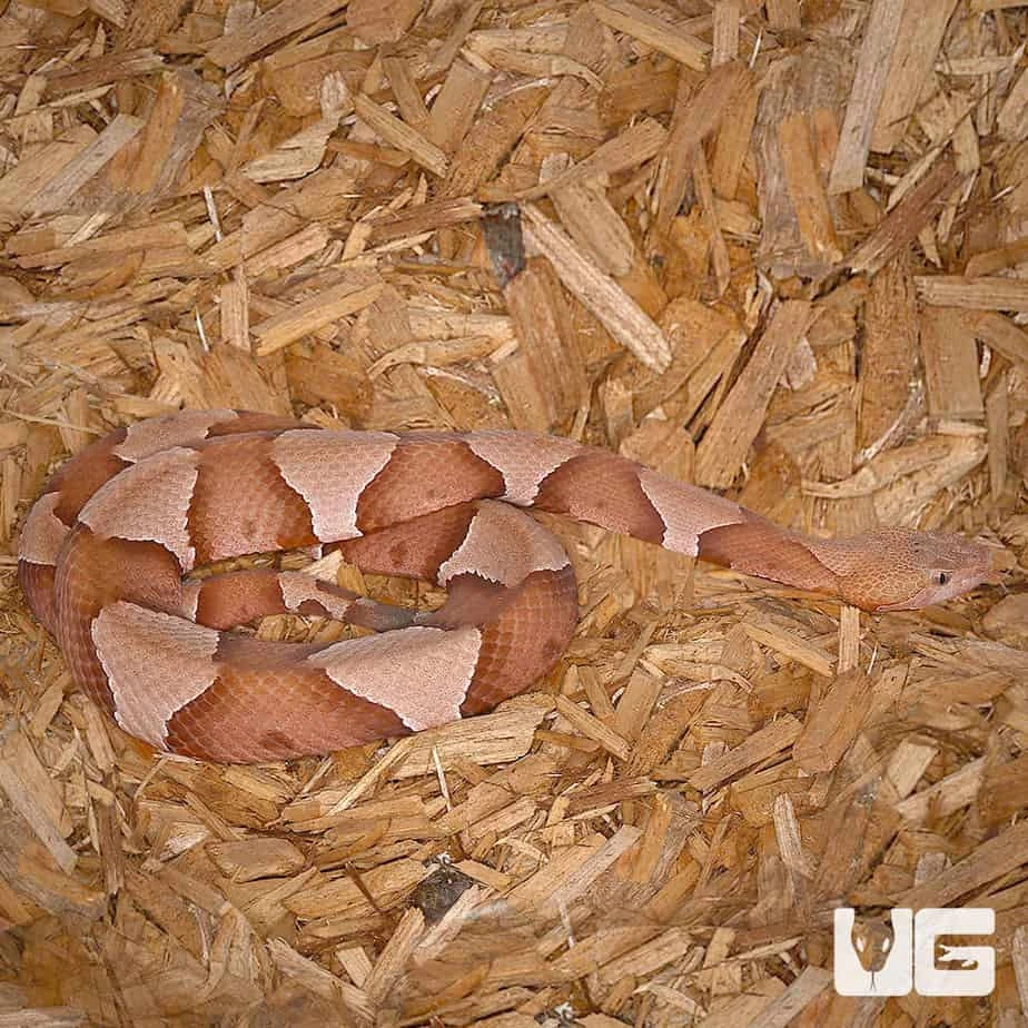 Broad Banded Copperhead Snake - Image 5