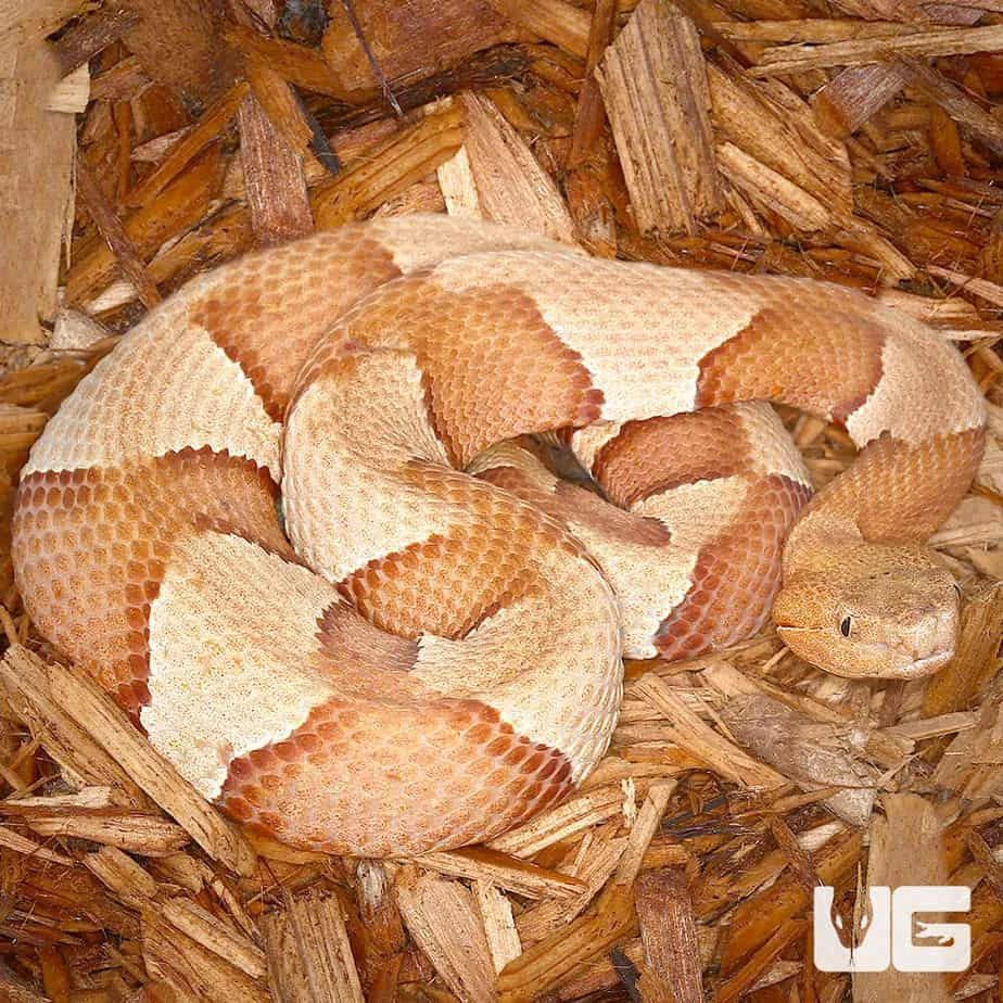 Broad Banded Copperhead Snake - Image 6