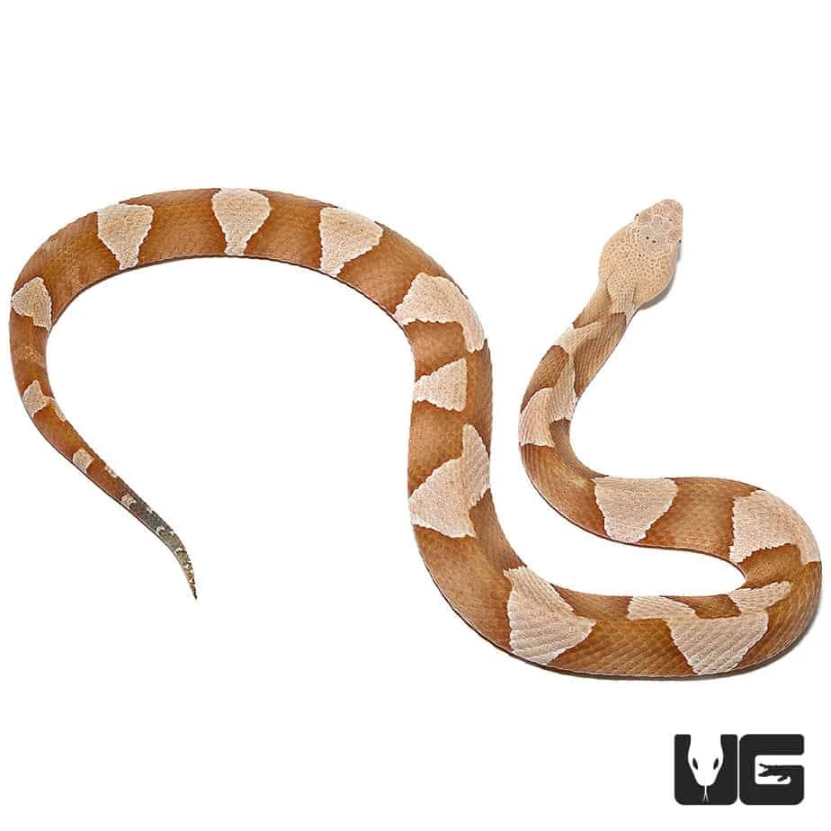 Broad Banded Copperhead Snake - Image 8