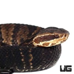 Southern Cotton Mouth