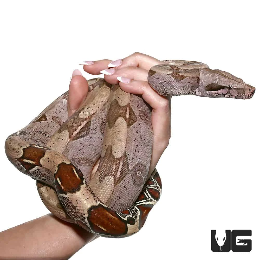 Male Spear Point Saddle Guyana Redtail Boa - Image 4