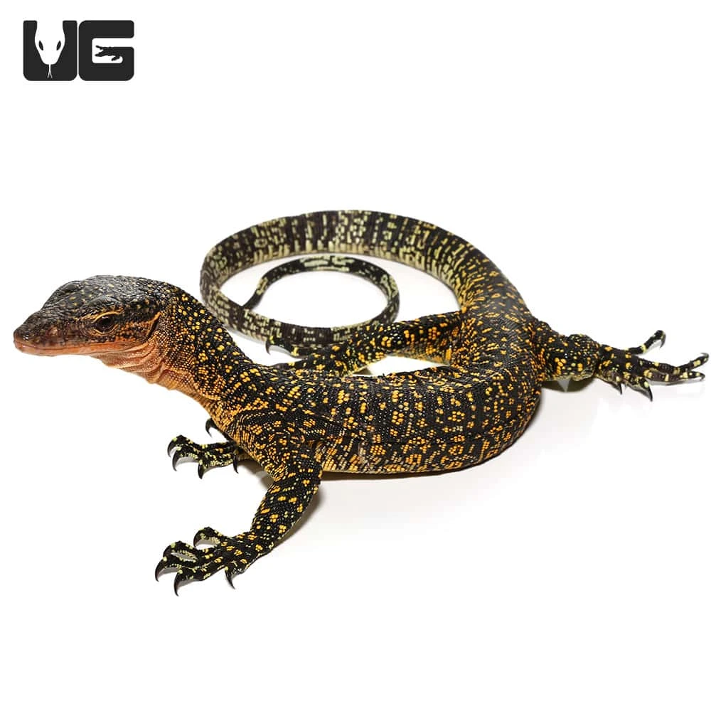 Juvenile Russell Island Mangrove Monitor - Image 2