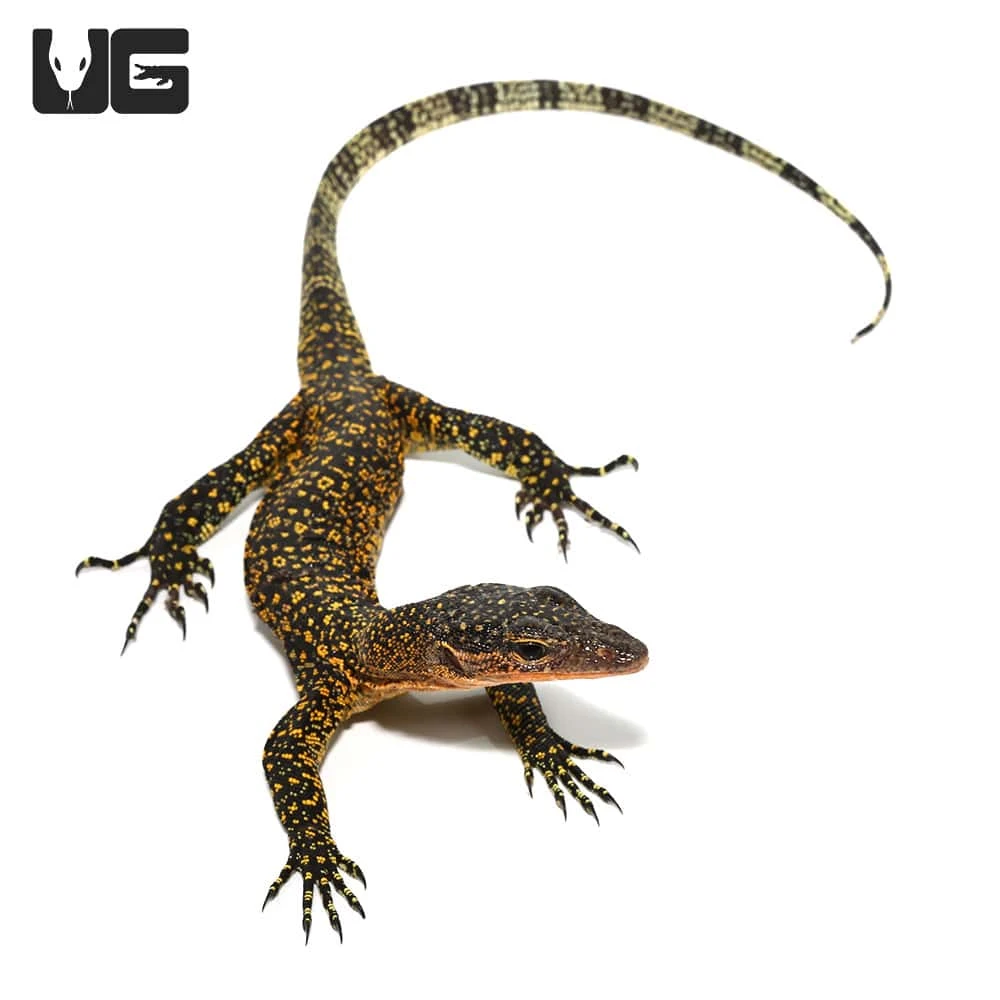 Juvenile Russell Island Mangrove Monitor - Image 4