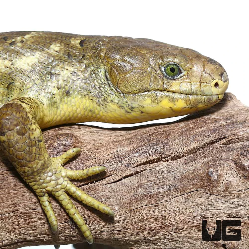 Juvenile Female Banana Monkey Tail Skink #4
